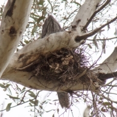 Podargus strigoides (Tawny Frogmouth) at Hawker, ACT - 22 Sep 2013 by AlisonMilton