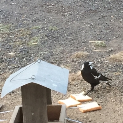 Gymnorhina tibicen (Australian Magpie) at Royalla, NSW - 16 Jul 2017 by Quantumcat