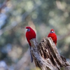 Platycercus elegans (Crimson Rosella) at ANBG - 16 Jul 2017 by SallyandPeter