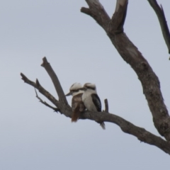 Dacelo novaeguineae (Laughing Kookaburra) at Hawker, ACT - 22 Sep 2013 by Alison Milton