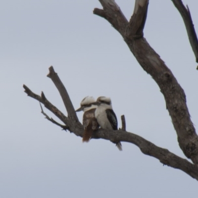 Dacelo novaeguineae (Laughing Kookaburra) at The Pinnacle - 22 Sep 2013 by Alison Milton