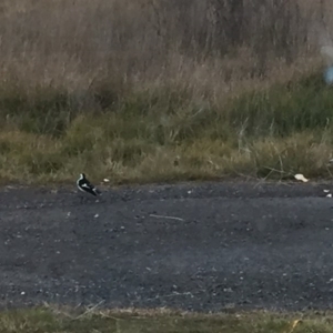 Grallina cyanoleuca at Royalla, NSW - 16 Jul 2017