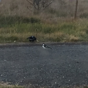 Grallina cyanoleuca at Royalla, NSW - 16 Jul 2017