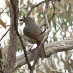 Ptilonorhynchus violaceus (Satin Bowerbird) at Hawker, ACT - 22 Sep 2013 by Alison Milton