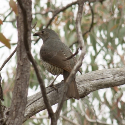 Ptilonorhynchus violaceus (Satin Bowerbird) at The Pinnacle - 22 Sep 2013 by Alison Milton