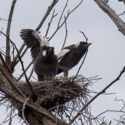 Gymnorhina tibicen (Australian Magpie) at The Pinnacle - 9 Oct 2010 by AlisonMilton