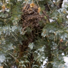 Acanthiza reguloides (Buff-rumped Thornbill) at The Pinnacle - 11 Oct 2010 by AlisonMilton