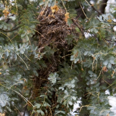 Acanthiza reguloides (Buff-rumped Thornbill) at The Pinnacle - 11 Oct 2010 by AlisonMilton