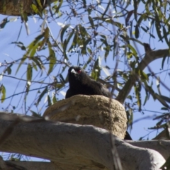 Corcorax melanorhamphos (White-winged Chough) at Hawker, ACT - 15 Sep 2012 by AlisonMilton