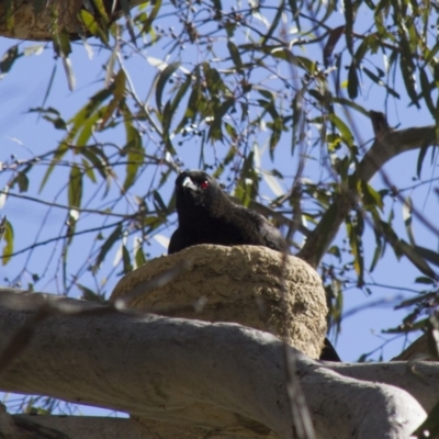 Corcorax melanorhamphos (White-winged Chough) at The Pinnacle - 15 Sep 2012 by AlisonMilton