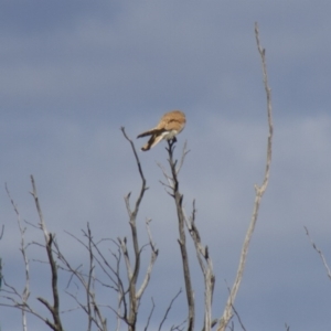 Falco cenchroides at Belconnen, ACT - 30 Sep 2012 09:52 AM