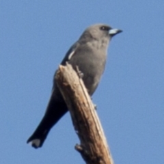 Artamus cyanopterus cyanopterus (Dusky Woodswallow) at Hawker, ACT - 28 Apr 2013 by Alison Milton