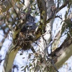 Podargus strigoides (Tawny Frogmouth) at Hawker, ACT - 25 Oct 2014 by AlisonMilton