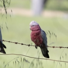 Eolophus roseicapilla (Galah) at The Pinnacle - 25 Oct 2014 by Alison Milton