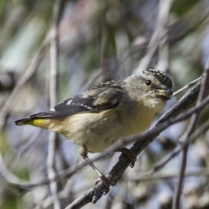 Pardalotus punctatus at Hawker, ACT - 26 Oct 2014 11:07 AM