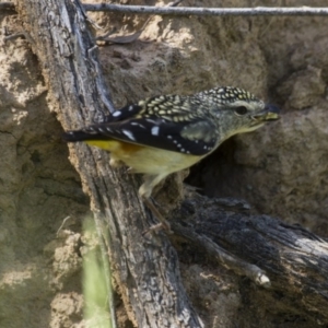 Pardalotus punctatus at Hawker, ACT - 26 Oct 2014 11:07 AM