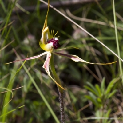Caladenia atrovespa (Green-comb Spider Orchid) at Hawker, ACT - 26 Oct 2014 by AlisonMilton
