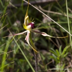 Caladenia atrovespa (Green-comb Spider Orchid) at Dunlop, ACT - 26 Oct 2014 by AlisonMilton