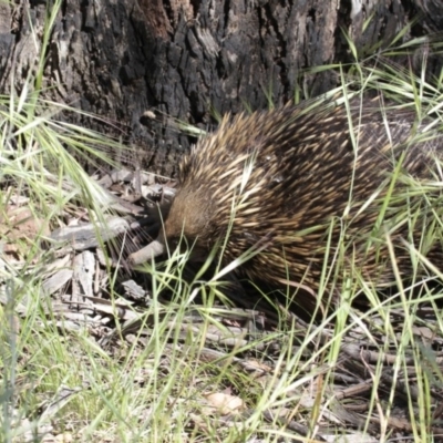 Tachyglossus aculeatus (Short-beaked Echidna) at The Pinnacle - 26 Oct 2014 by AlisonMilton