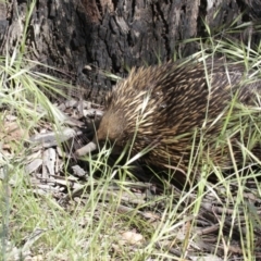Tachyglossus aculeatus (Short-beaked Echidna) at Dunlop, ACT - 26 Oct 2014 by AlisonMilton