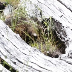 Tachyglossus aculeatus at Dunlop, ACT - 26 Oct 2014 12:23 PM