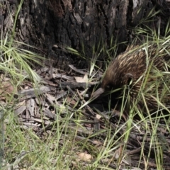 Tachyglossus aculeatus at Dunlop, ACT - 26 Oct 2014 12:23 PM