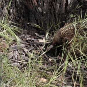 Tachyglossus aculeatus at Dunlop, ACT - 26 Oct 2014 12:23 PM