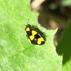 Illeis galbula (Fungus-eating Ladybird) at O'Connor, ACT - 8 Mar 2015 by ibaird