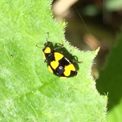 Illeis galbula (Fungus-eating Ladybird) at O'Connor, ACT - 8 Mar 2015 by ibaird