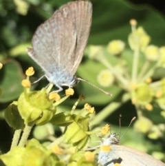 Zizina otis (Common Grass-Blue) at Bellmount Forest, NSW - 9 Mar 2015 by ibaird