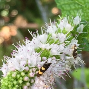 Glyphipterix chrysoplanetis at O'Connor, ACT - 8 Mar 2015 10:30 AM