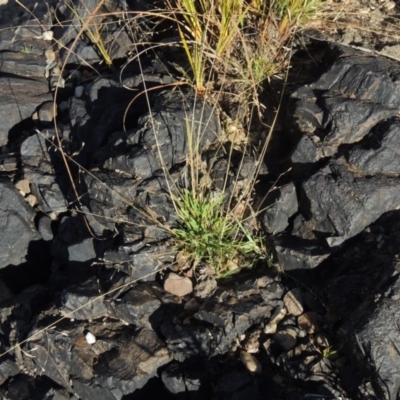 Eragrostis brownii (Common Love Grass) at Point Hut to Tharwa - 7 Mar 2017 by michaelb