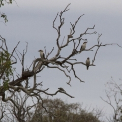 Dacelo novaeguineae (Laughing Kookaburra) at Belconnen, ACT - 24 Mar 2017 by Alison Milton