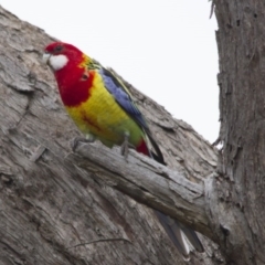 Platycercus eximius (Eastern Rosella) at Hawker, ACT - 24 Mar 2017 by Alison Milton