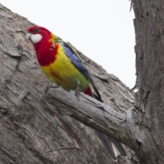 Platycercus eximius (Eastern Rosella) at Hawker, ACT - 25 Mar 2017 by AlisonMilton