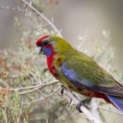 Platycercus elegans (Crimson Rosella) at Hawker, ACT - 25 Mar 2017 by AlisonMilton