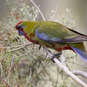 Platycercus elegans at Hawker, ACT - 25 Mar 2017