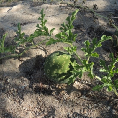 Citrullus amarus (Wild Melon, Camel Melon, Bitter Melon) at Paddys River, ACT - 7 Mar 2017 by MichaelBedingfield