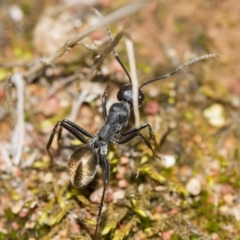 Camponotus suffusus (Golden-tailed sugar ant) at Hawker, ACT - 24 Mar 2017 by Alison Milton