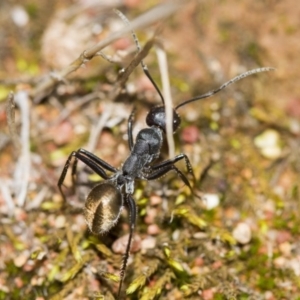 Camponotus suffusus at Hawker, ACT - 25 Mar 2017 10:28 AM