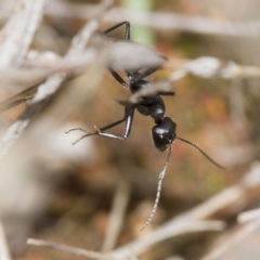 Camponotus suffusus at Hawker, ACT - 25 Mar 2017 10:28 AM