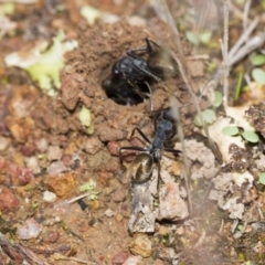 Camponotus suffusus at Hawker, ACT - 25 Mar 2017 10:28 AM