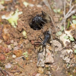 Camponotus suffusus at Hawker, ACT - 25 Mar 2017