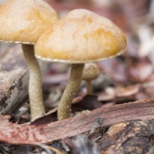 zz agaric (stem; gills not white/cream) at Hawker, ACT - 25 Mar 2017