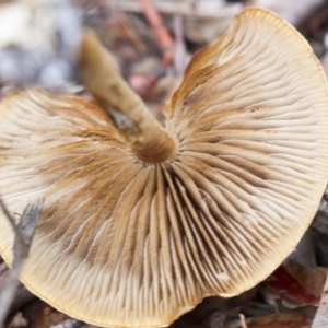 zz agaric (stem; gills not white/cream) at Hawker, ACT - 25 Mar 2017 12:06 PM