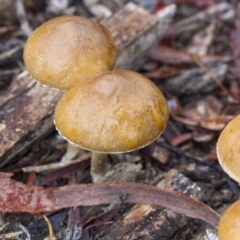 zz agaric (stem; gills not white/cream) at Hawker, ACT - 25 Mar 2017 12:06 PM