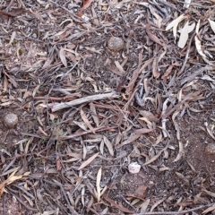 Pisolithus marmoratus at Bruce, ACT - 16 Jul 2017