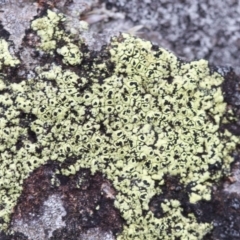 Rhizocarpon geographicum (Yellow Map Lichen) at The Pinnacle - 25 Mar 2017 by Alison Milton