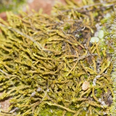 Triquetrella (A trailing moss) at The Pinnacle - 25 Mar 2017 by Alison Milton