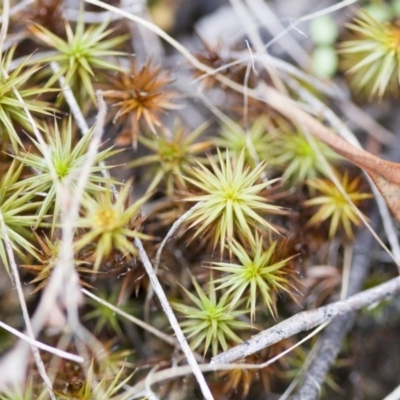 Polytrichaceae at Hawker, ACT - 25 Mar 2017 by Alison Milton